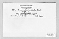 Gymnoconia interstitialis image